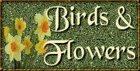 Birds and Flowers